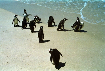 Afrikanische Pinguine oder Brillenpinguine, Boulders Beach, Simons Town